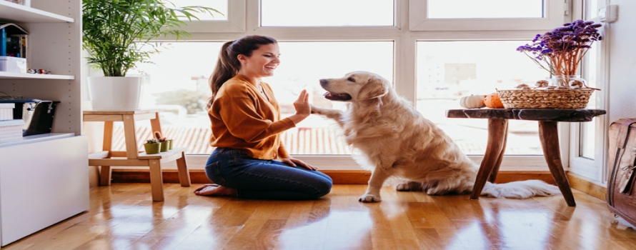 American Cities Are Growing in Popularity with Dog Owners